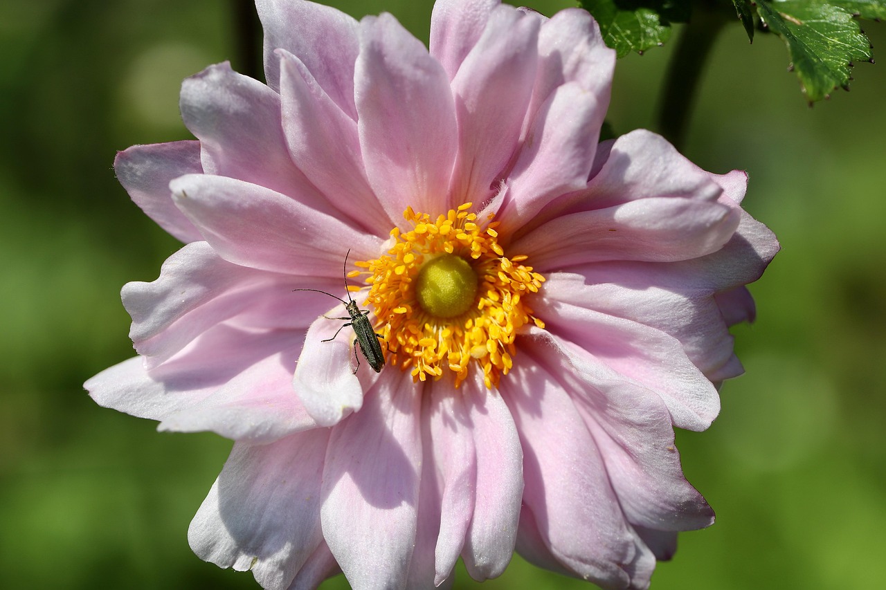 green longhorn beetle, autumn anemone, beetle, insect, flower wallpaper, anemone hupehensis, anemone, flower background,
