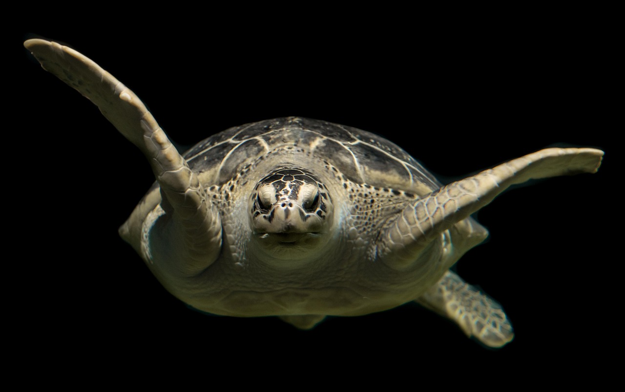 turtle, green, sea, ocean, animal, wildlife, underwater, swimming, nature, sea turtle, green sea turtle, turquoise, swim