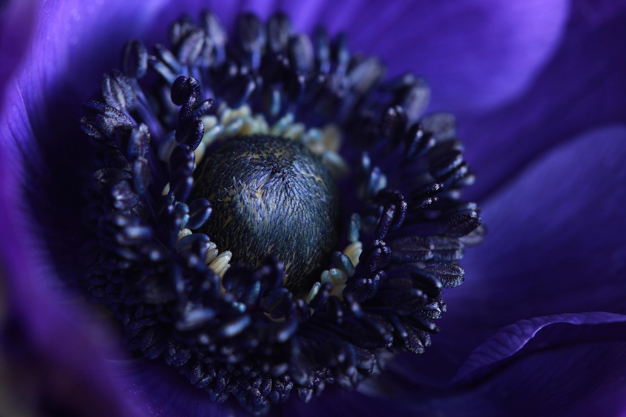 blue, beautiful flowers, anemone, flower, blossom, hd wallpaper, nature, flora, ranunculaceae, macro, detail, anemone co