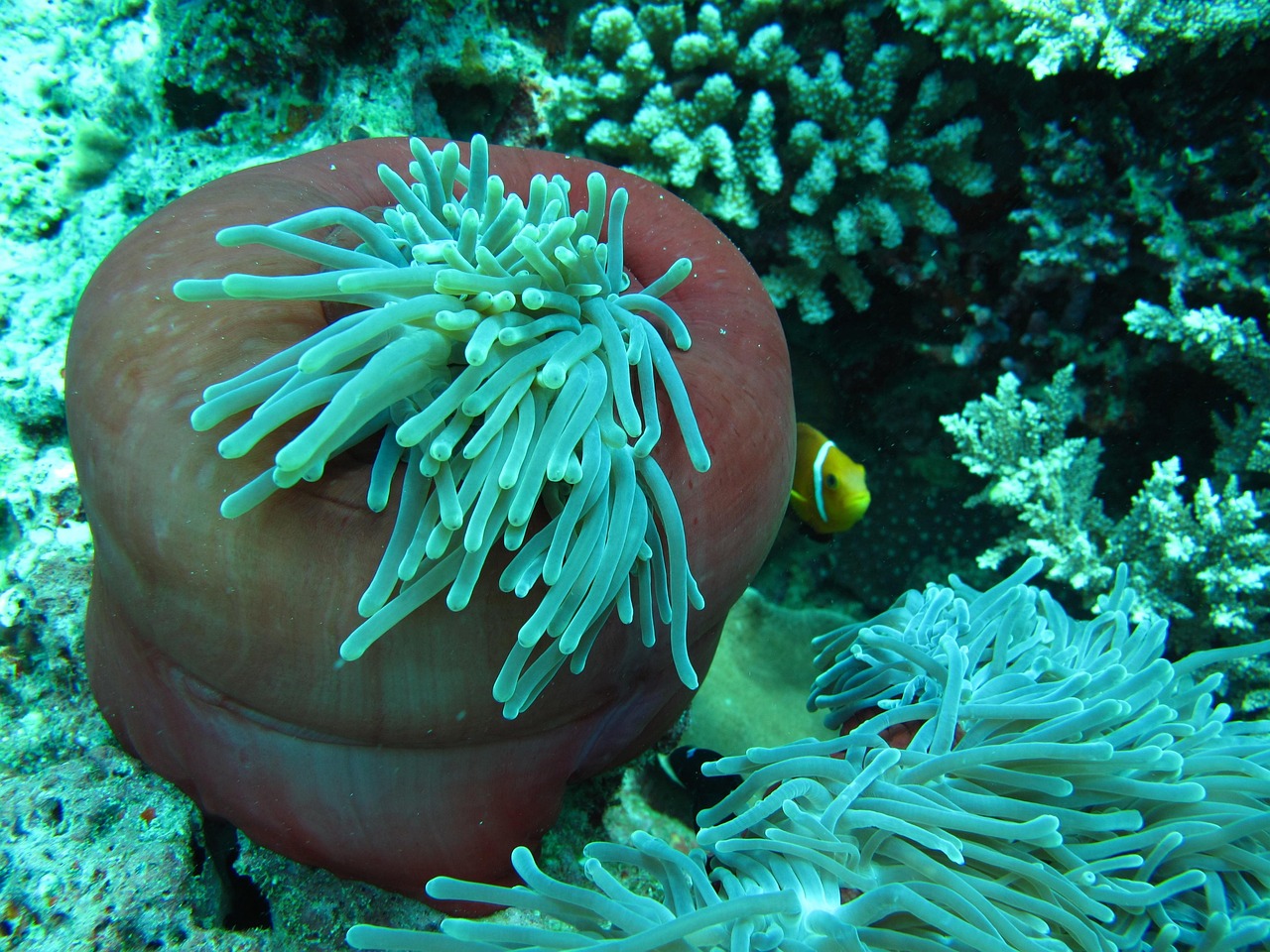 anemone, clownfish, nature, maldives, immersion, sea