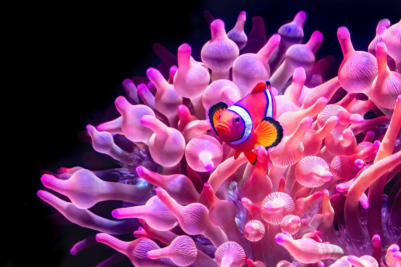 clownfish, nemo, anemone fish, fish, nature, underwater, aquarium, clown anemonefish, cairns aquarium