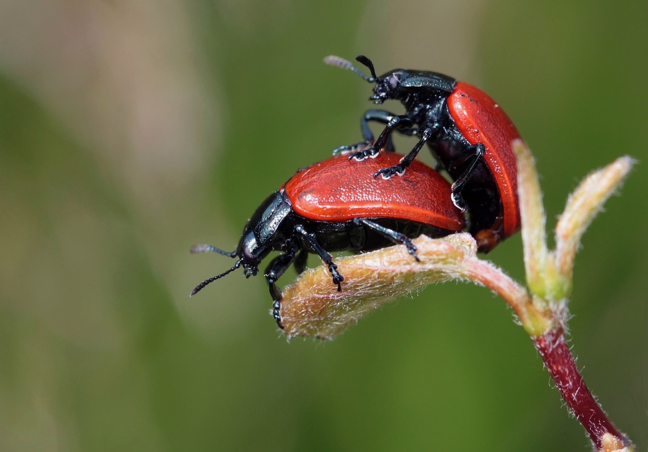 ladybugs, beetles, pair, insects, nature, macro, reproduction, macro photography, coccinellidae, coleoptera, close up, a