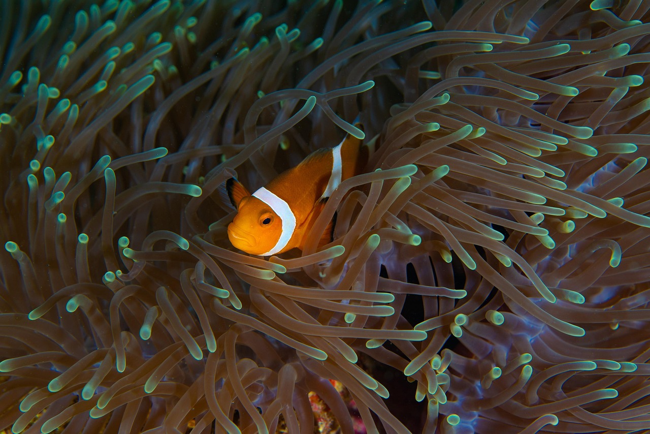 clownfish, fish, underwater, coral, ocean, anemone, tank, nature, animal, marine life, nemo, orange