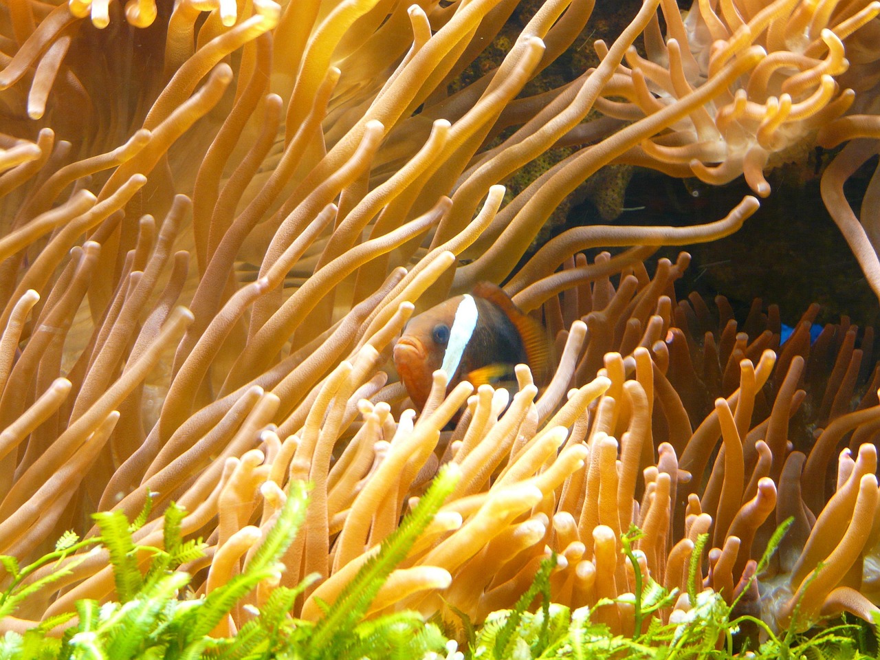 real clown fish, fish, amphiprion percula, anemonefish, amphiprion, clownfish, aquarium, sea anemones, actiniaria, water