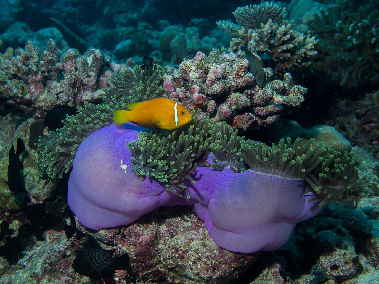 underwater, dive, anemone, reef, sea, nature, anemonefish, maldives, nemo, clown fish, coral reef