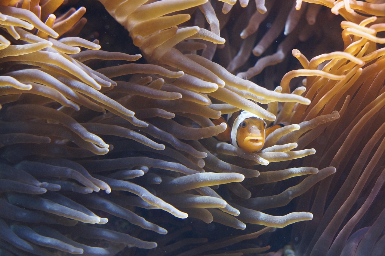anemones, tentacle, sea anemones, creature, underwater, invertebrates, water, sea, sea creatures, mollusc, sea anemone, 