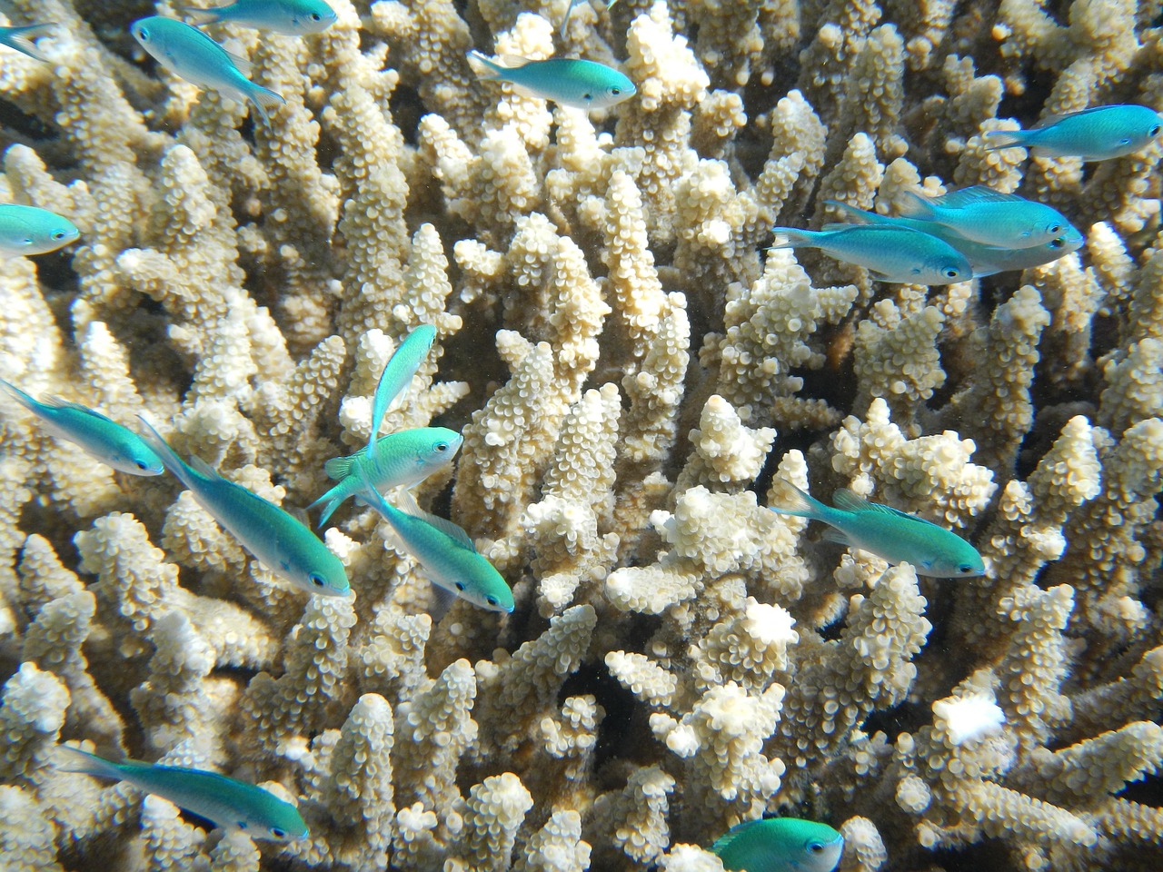 fish, coral, great barrier reef, underwater, water, ocean, reef, marine, nature, animal, tropical, aquatic, wildlife, sc