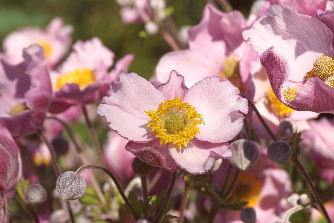 anemone, flower, pink flower, stamens, plants, flora, nature, close up, autumn anemone, garden plant, beautiful flowers,