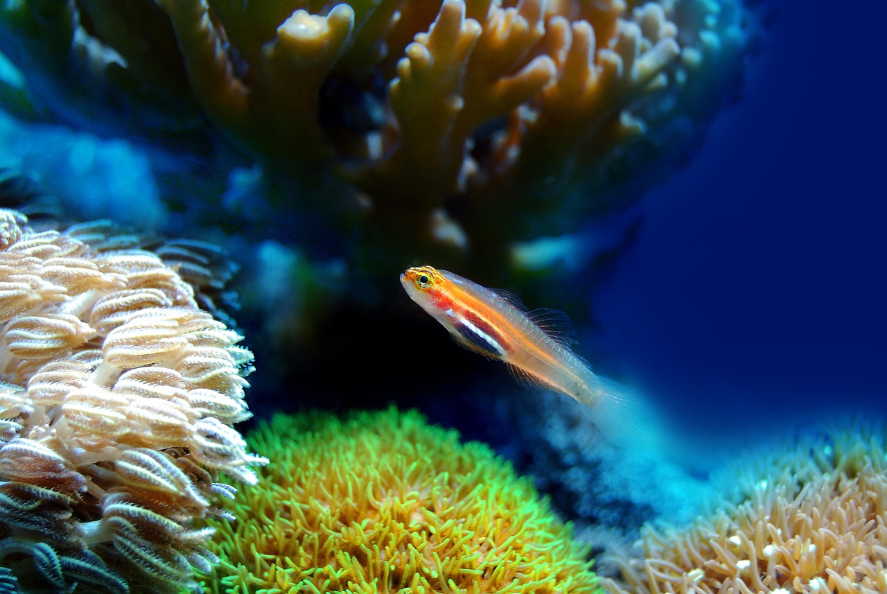fish, coral, sea, underwater, reef, water, marine, ocean, animal, aquatic, life, aquarium, nature, wildlife, aqua, saltw