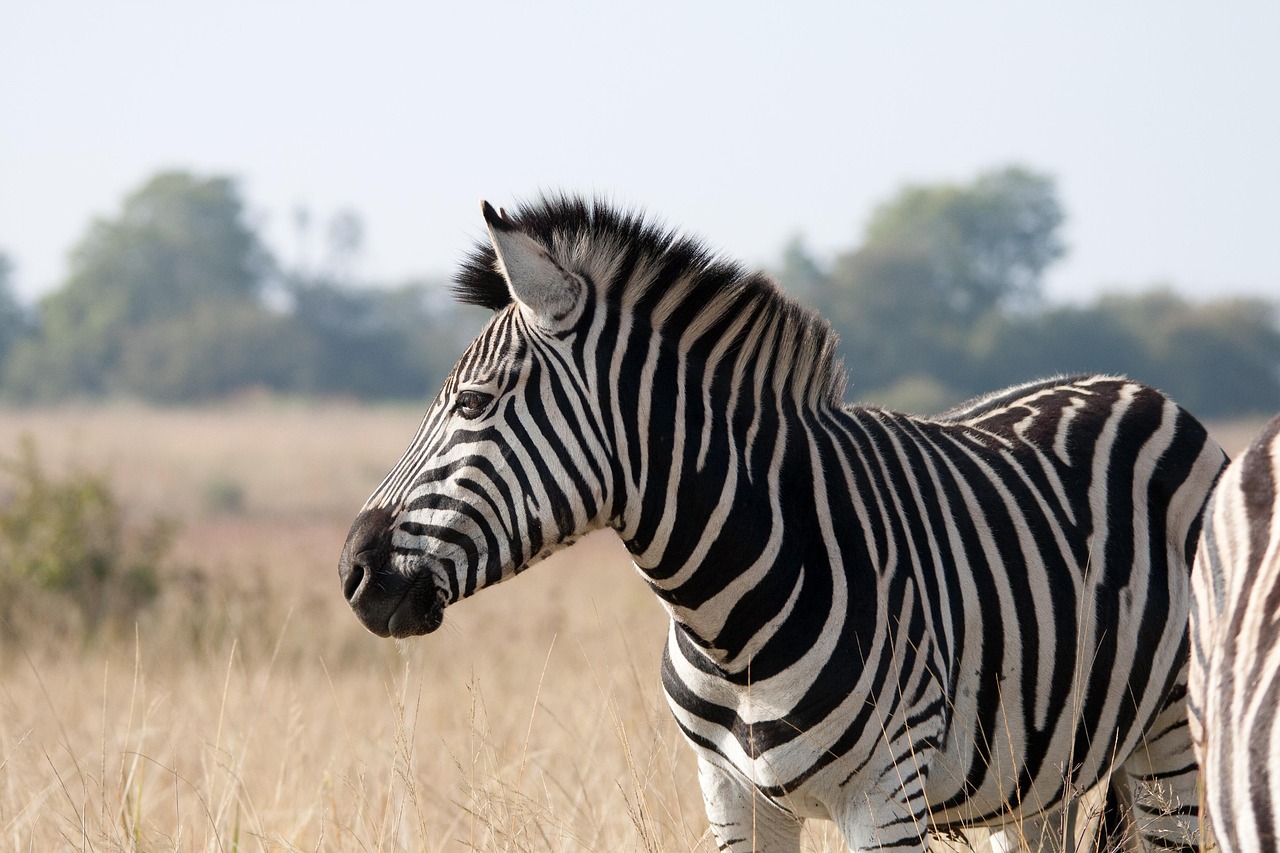 zebra, animal, mammal, wildlife, game, black, white, striped, banded, grass, veld, nature, zebra, zebra, zebra, zebra, z