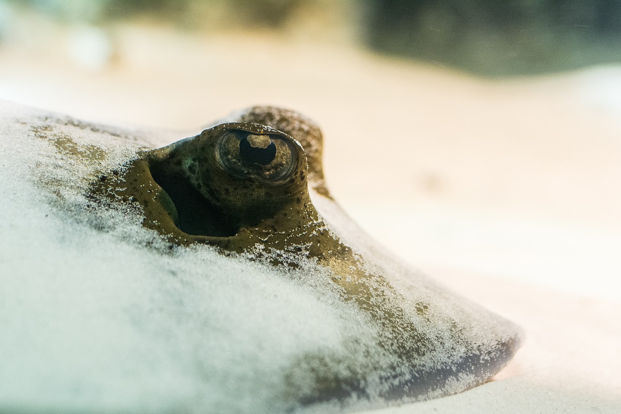 ray, manta, sand, nature, bottom, underwater, reef, sea, skate