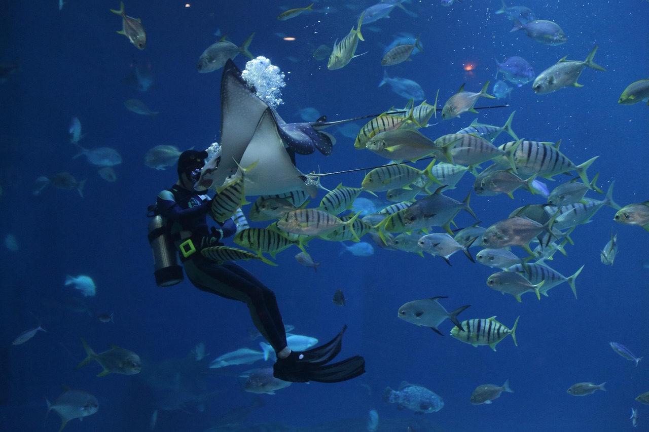 stingray, scuba, aquarium, waterworld, sea, fish, creature, nature, aqua, underwater, water, flow, diver, scuba, aquariu