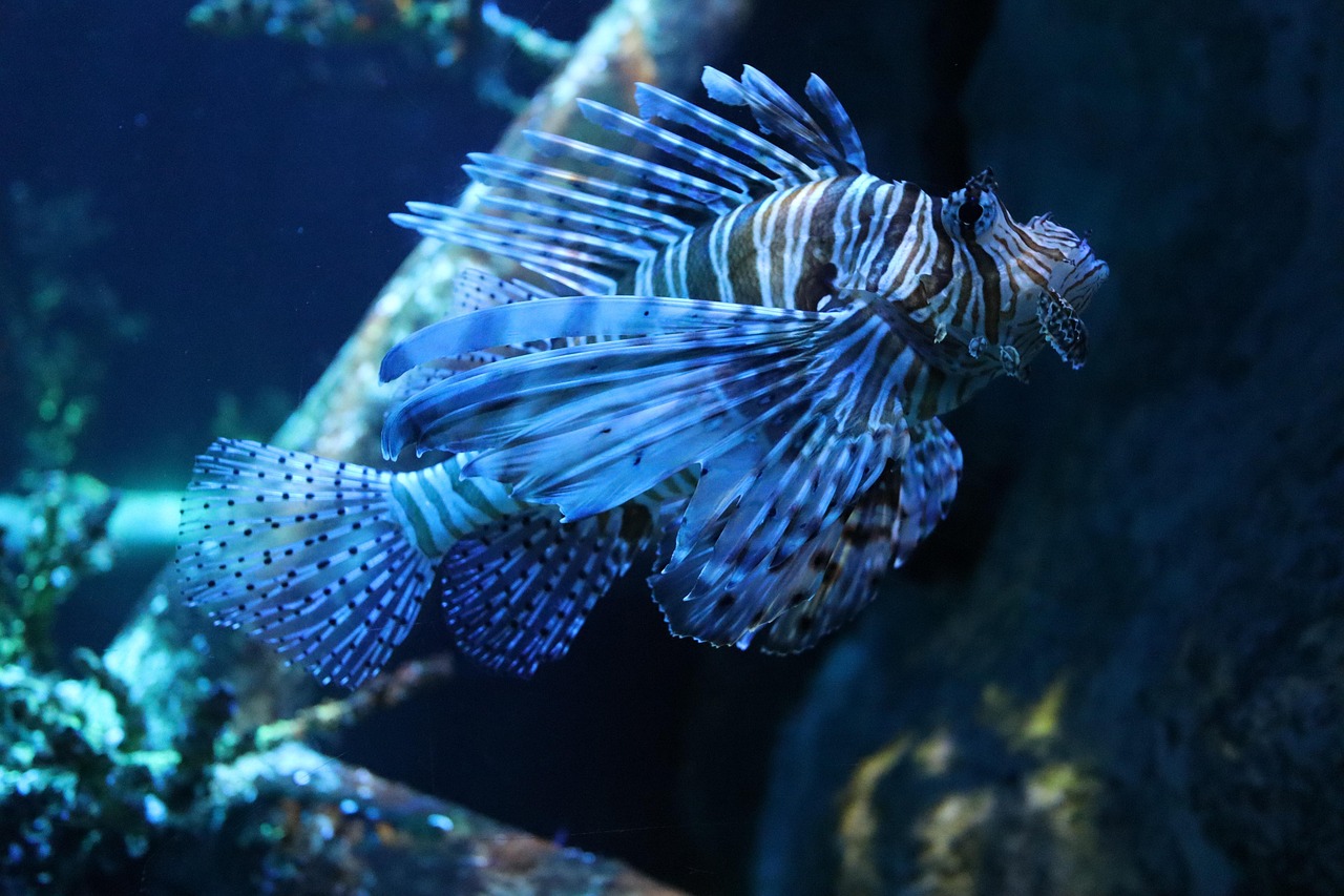 fish, lionfish, sea, underwater, tank, nature, aquarium