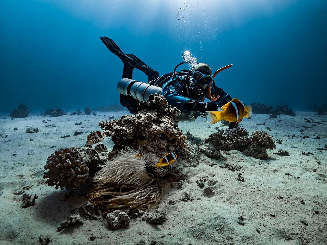 diver, anemone, fish, underwater, nature, clown fish