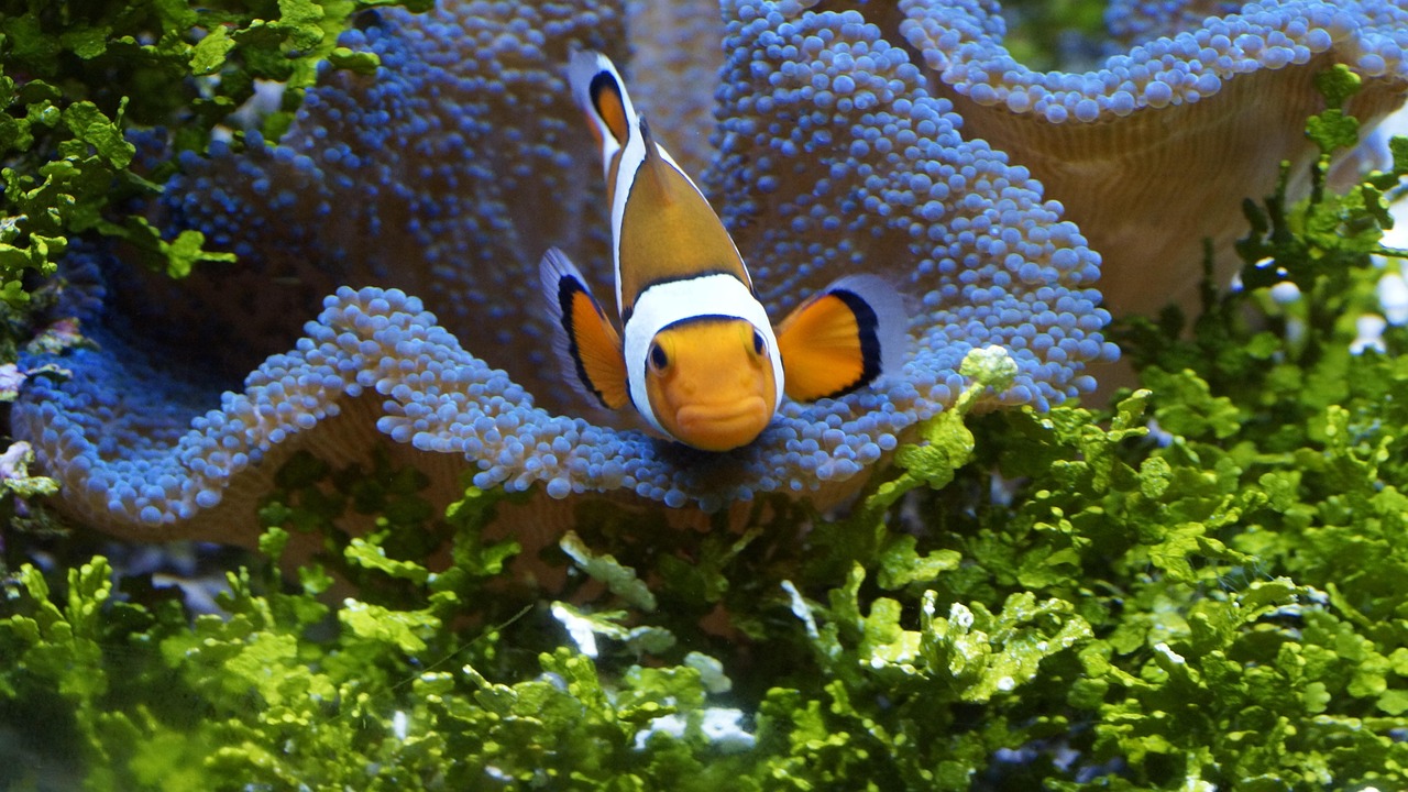 clownfish, anemonefish, fish, sea, nemo, orange, white, amphiprioninae, underwater, stripes, nature, green sea, green fi