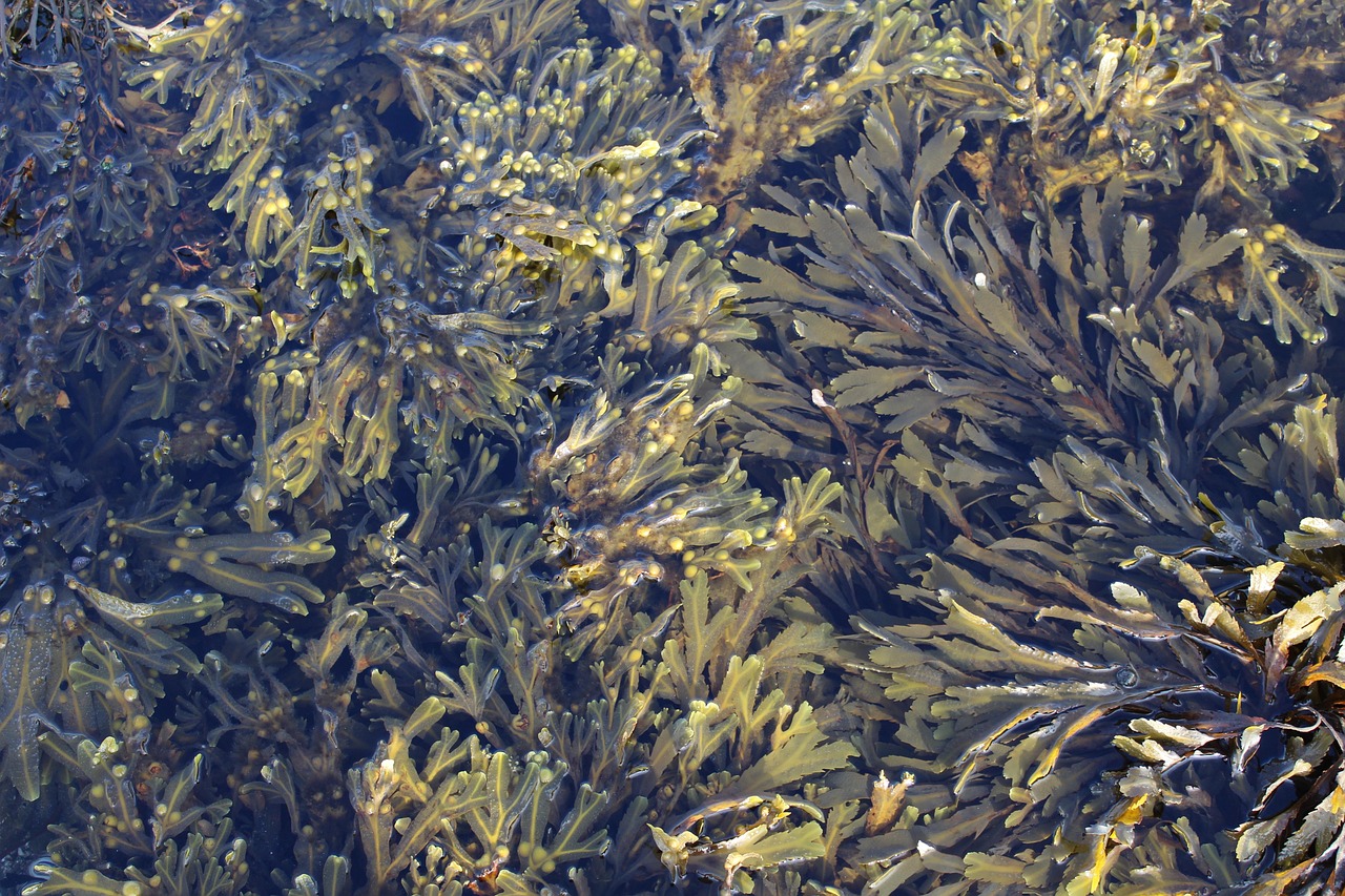 seaweed, marine algae, macroalgae, nature, green, seaweed, macroalgae, macroalgae, macroalgae, macroalgae, macroalgae