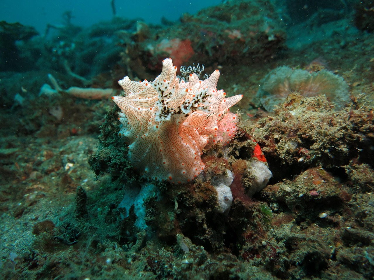water, underwater, nudibranch, diving, lembeh, indonesia, tropical, dive, scuba, nature, animal, wild, macro, natural, n