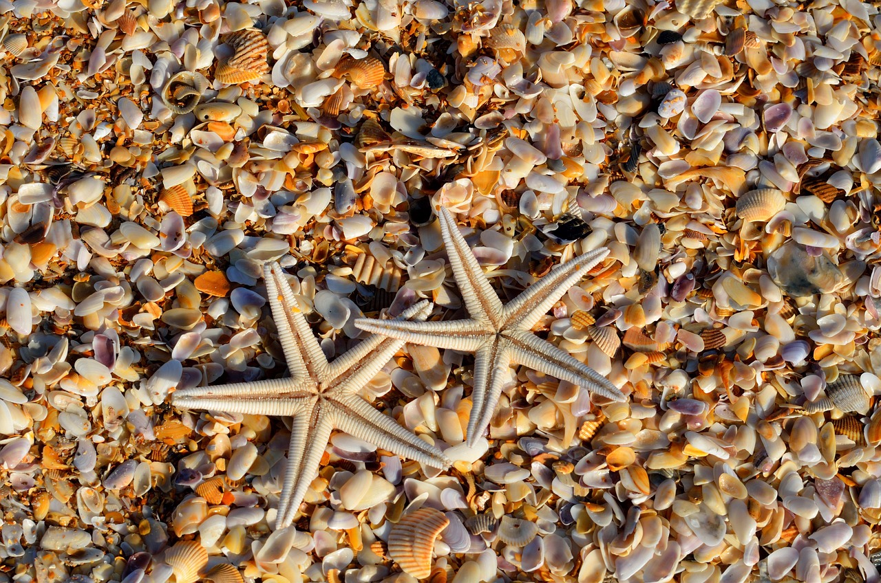 starfish, shells, full hd wallpaper, coral, free wallpaper, beach, sea life, desktop backgrounds, wallpaper hd, animal, 