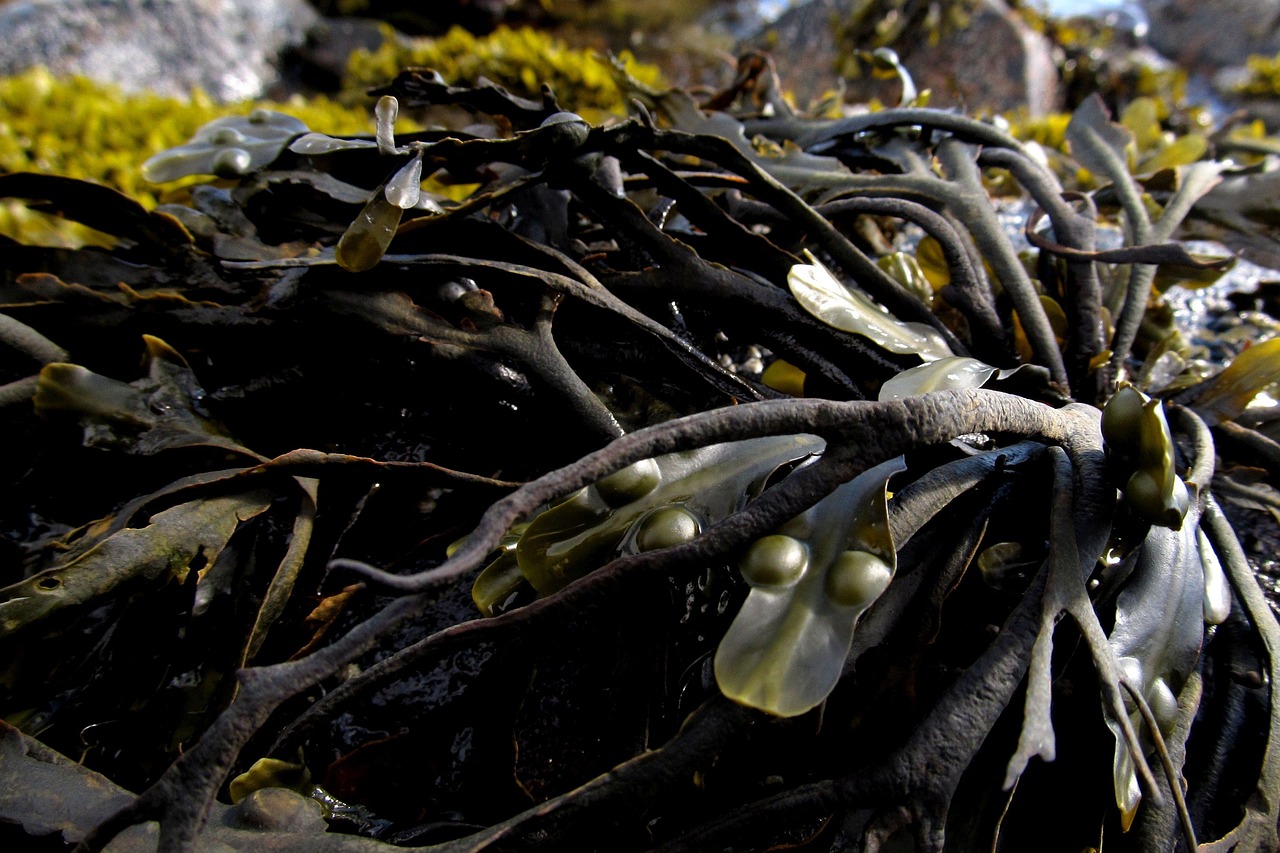 seaweed, sea, marine, algae, water, ocean, nature, summer, kelp, travel, natural, kelp, kelp, kelp, kelp, kelp