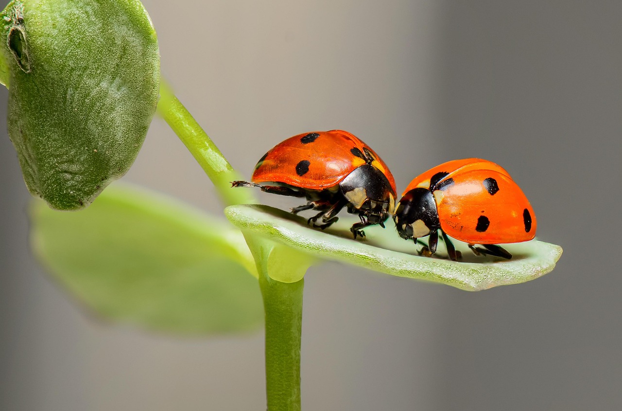 ladybugs, insects, pair, ladybird beetles, beetles, red beetles, dotted, dotted beetles, nature, leaf, fauna, animal, co