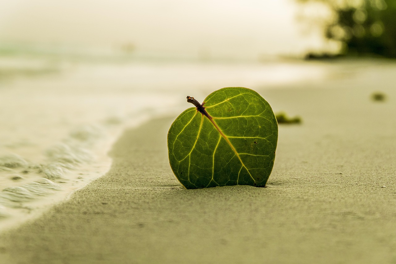 beach, leaf, green leaf, shore, sand, sandy beach, seashore, coast, nature, island, sea, ocean, water, beach, beach, bea