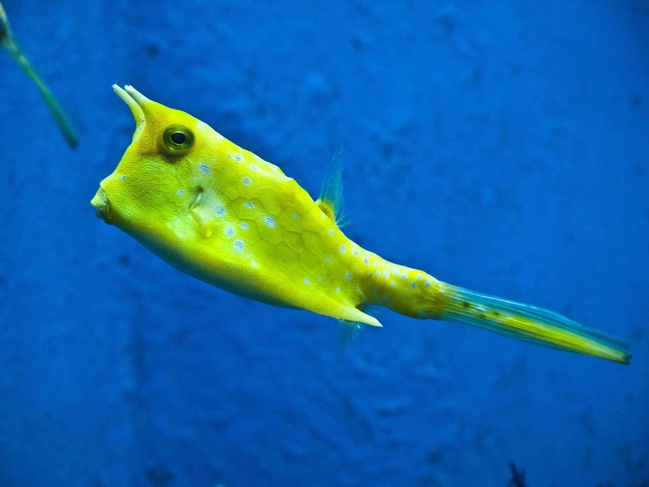 longhorn cowfish, fish, yellow fish, underwater, cowfish, nature, lactoria cornuta, boxfish, ostraciidae, long horns, ma