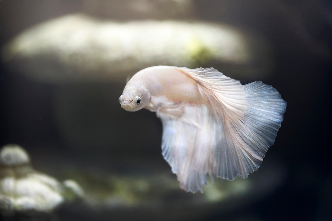 aquarium, fish, pet, nature, betta, siamese fighting fish, animal world, swimming, water, underwater, swim, tank, fish t