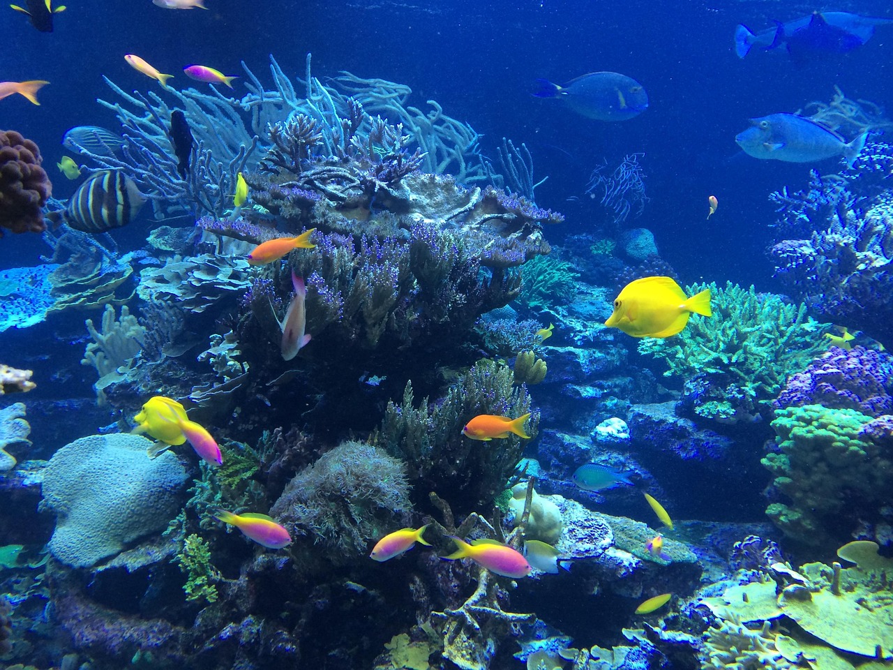 underwater, fish, tropical, ocean, nature, reef, coral, water, sea, snorkeling, colorful, marine, scuba, diving, deep, b