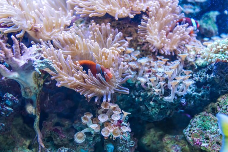 Best Time of Year to Dive for Clownfish Sightings: A Practical Guide