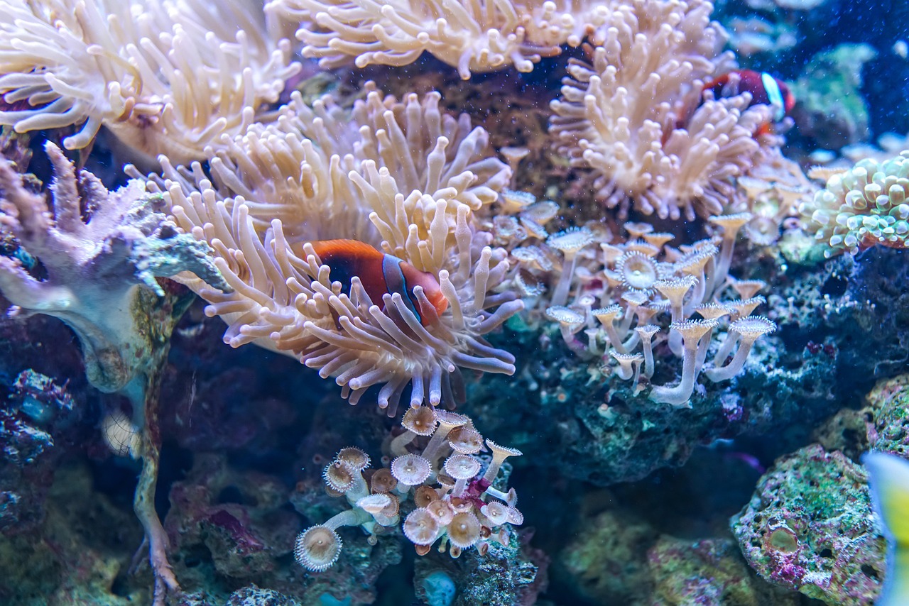 underwater, coral, reef, fish, ocean, nature, blue fish, blue fishing
