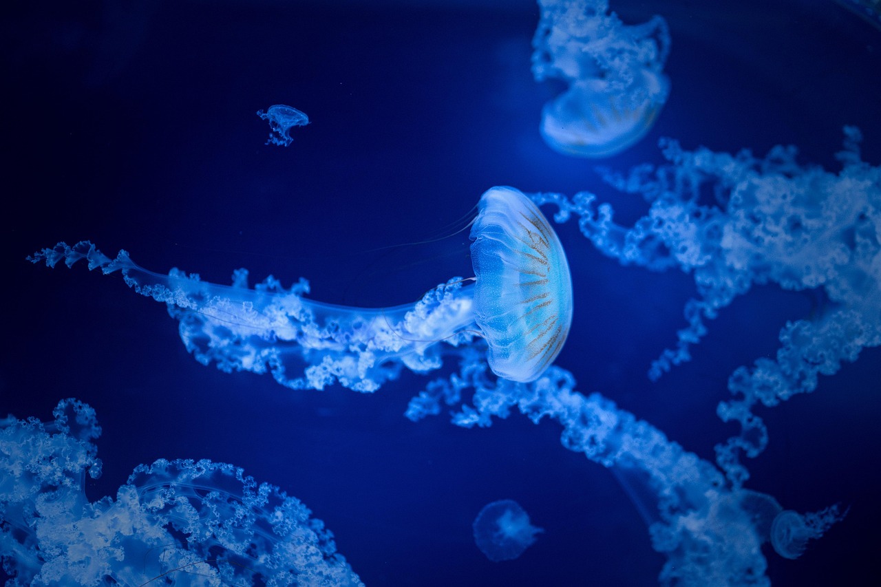 jellyfish, sea, water, nature, aquarium, marine, species