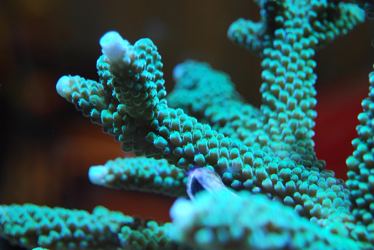 coral, acropora, reef, ocean, sea, nature, underwater, wildlife, animal, marine, ecosystem, aquatic, undersea, life, har