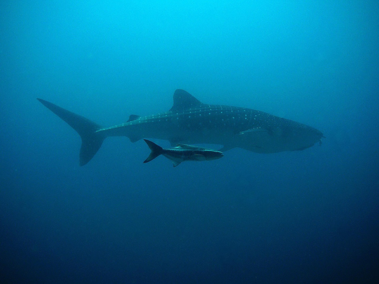 whale shark, kobia, diver, underwater, ocean, fishes, water, sea, dive, blue, nature, thailand, similan