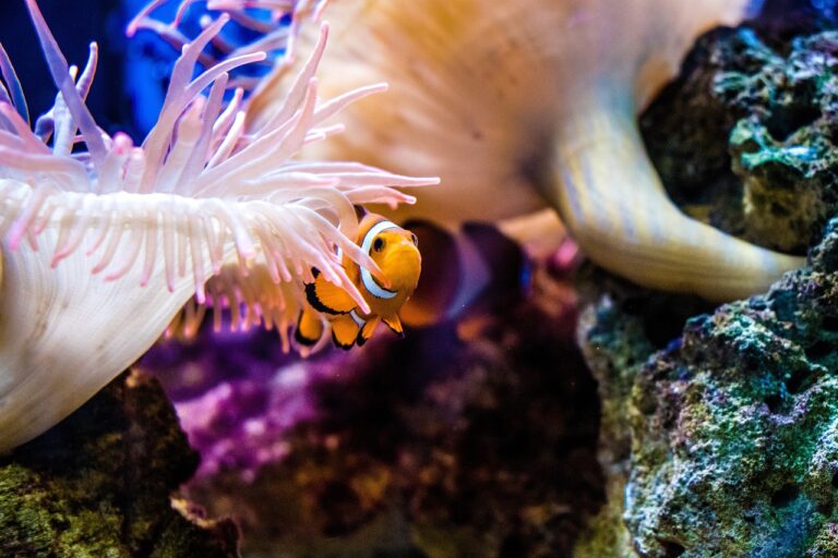 Clownfish Diving in the Philippines: Palawan and Beyond