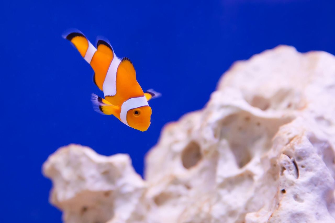 anemone, animal, aquarium, clown, fish, marine, ocean, nature, orange, reef, striped, stripes, swimming, tropical, under