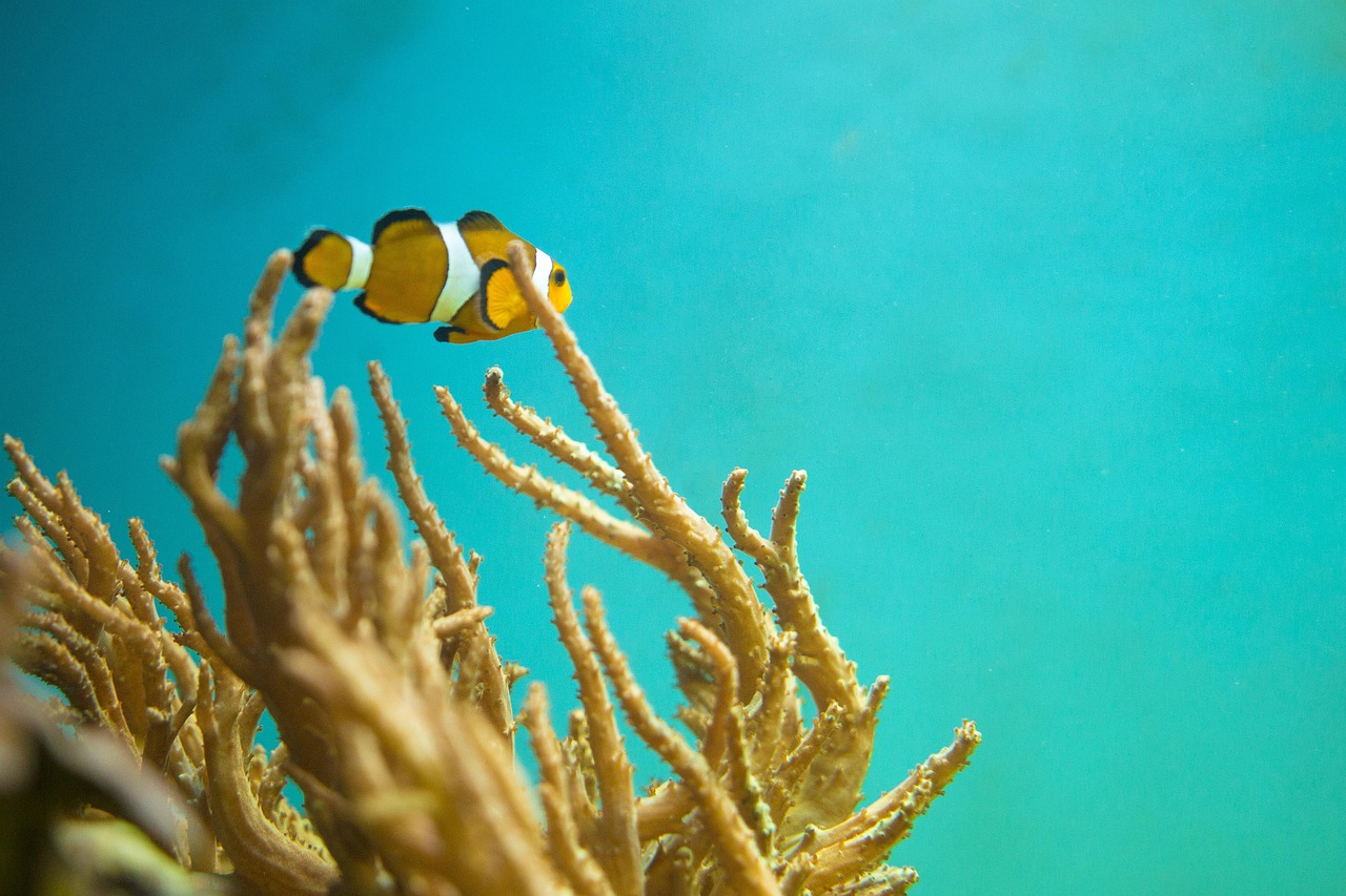 nemo, fish, underwater, sea, marine, reef, clown, aquarium, wildlife, diving, scuba, clownfish, nature, ocean, orange, n