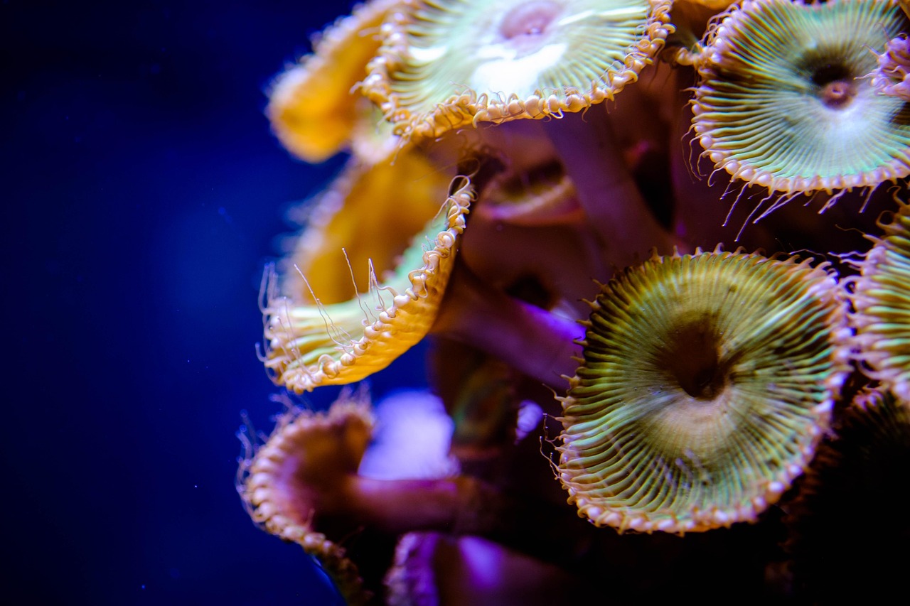 coral, saltwater, reef, aquarium, marine, underwater, polyps, tank