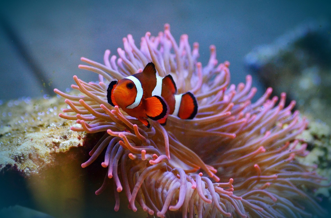 anemonefish, clownfish, amphiprion, fish, aquarium, aquatic life, underwater world, swim, marine life, sea creatures, un