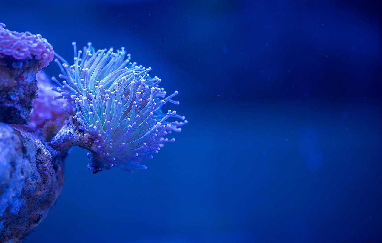 coral, polyp, aquarium, coral, coral, coral, coral, coral