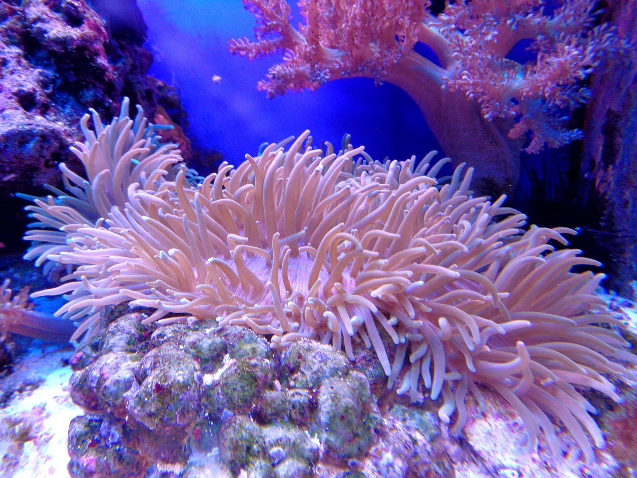 coral, coral reef, aquarium, sea, reef, water, ocean, anemone, animal, fish, flora, nature, blue