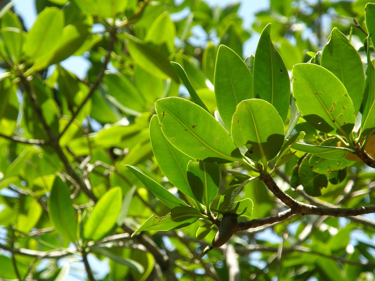 mangrove trees, trees, beach, swamp, forest, mangrove, tropical, water, coastal, habitat, vegetation, nature, leaves, gr