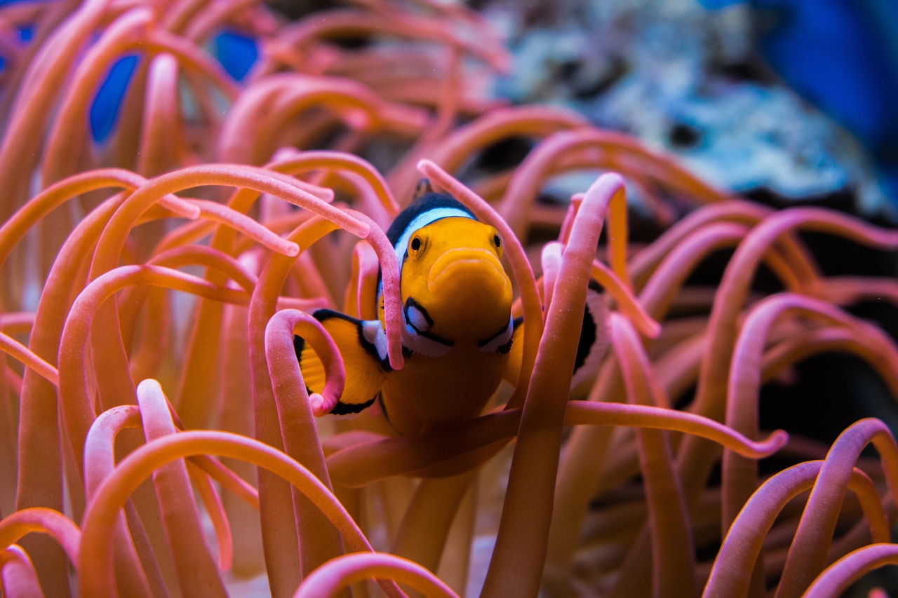 clownfish, fish, aquarium, nature, underwater, ocean, coral, orange