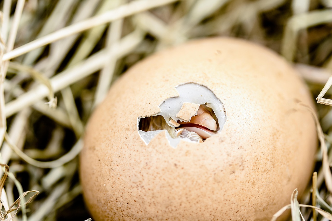 happy easter, hatching chicks, egg shell break, bill, egg, poultry, hatching, chicken, nature, hay, hard shell, skin, bi