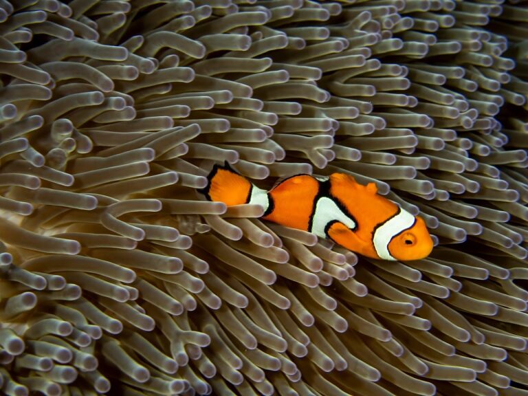 Papua New Guinea Diving: The Ultimate Guide to Clownfish Biodiversity