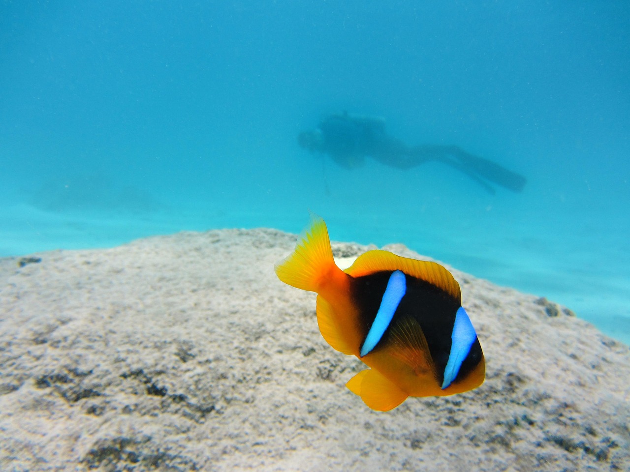 clownfish, nemo, fish, nature, diver, ocean, underwater