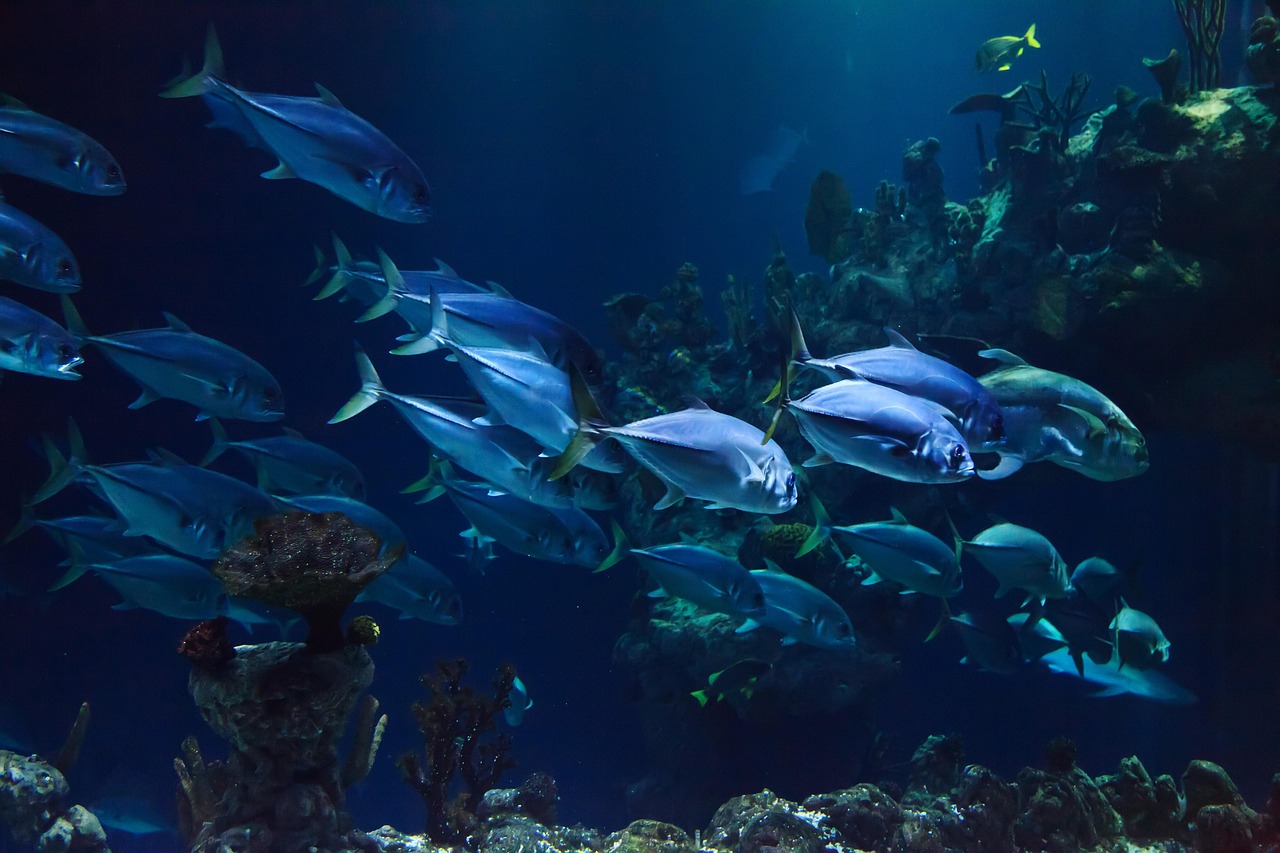 animal, aquarium, aquatic, coral, deep, nature, fish, marine, ocean, reef, scuba, sea, under, underwater, water