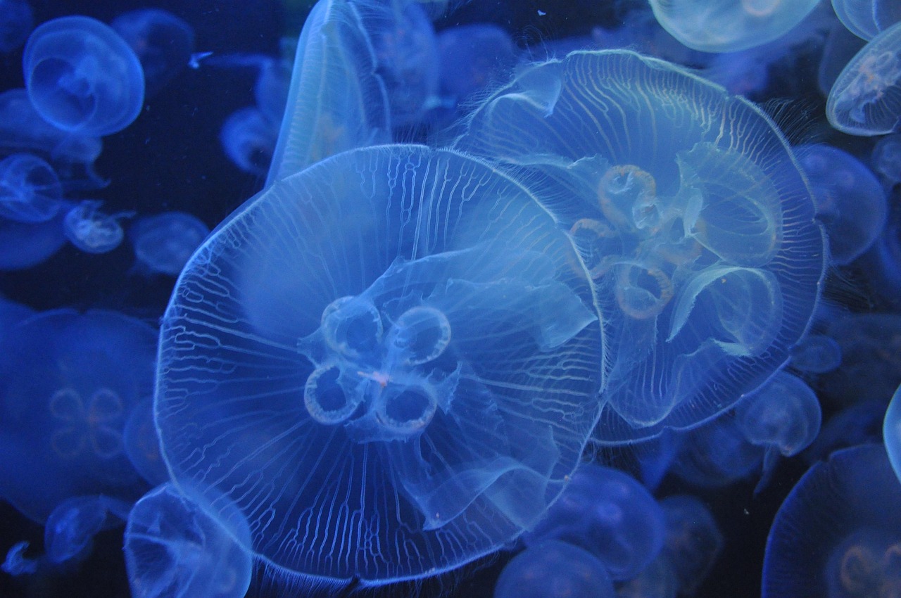 jellyfish, aquarium, blue, jellyfish, jellyfish, jellyfish, jellyfish, jellyfish, aquarium