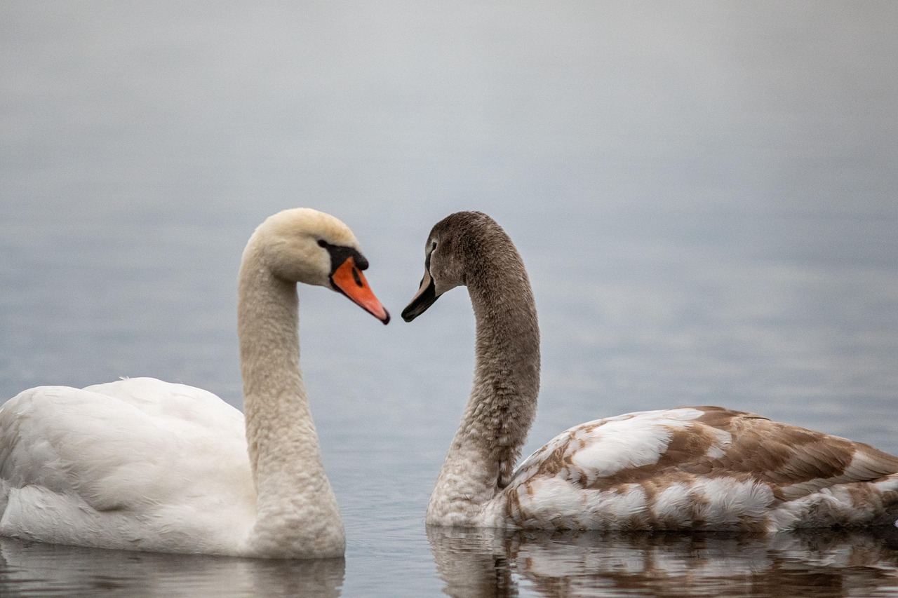 swans, birds, nature, water, winter, cold, forest