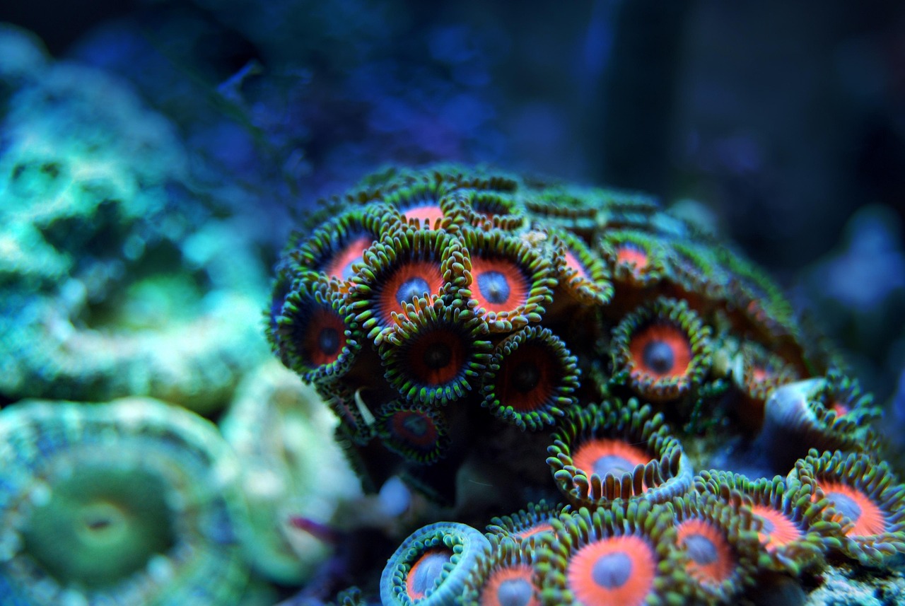 coral, reef, sea, underwater, water, marine, tropical, nature, ocean, animal, exotic, life, blue, aquarium, aquatic, red