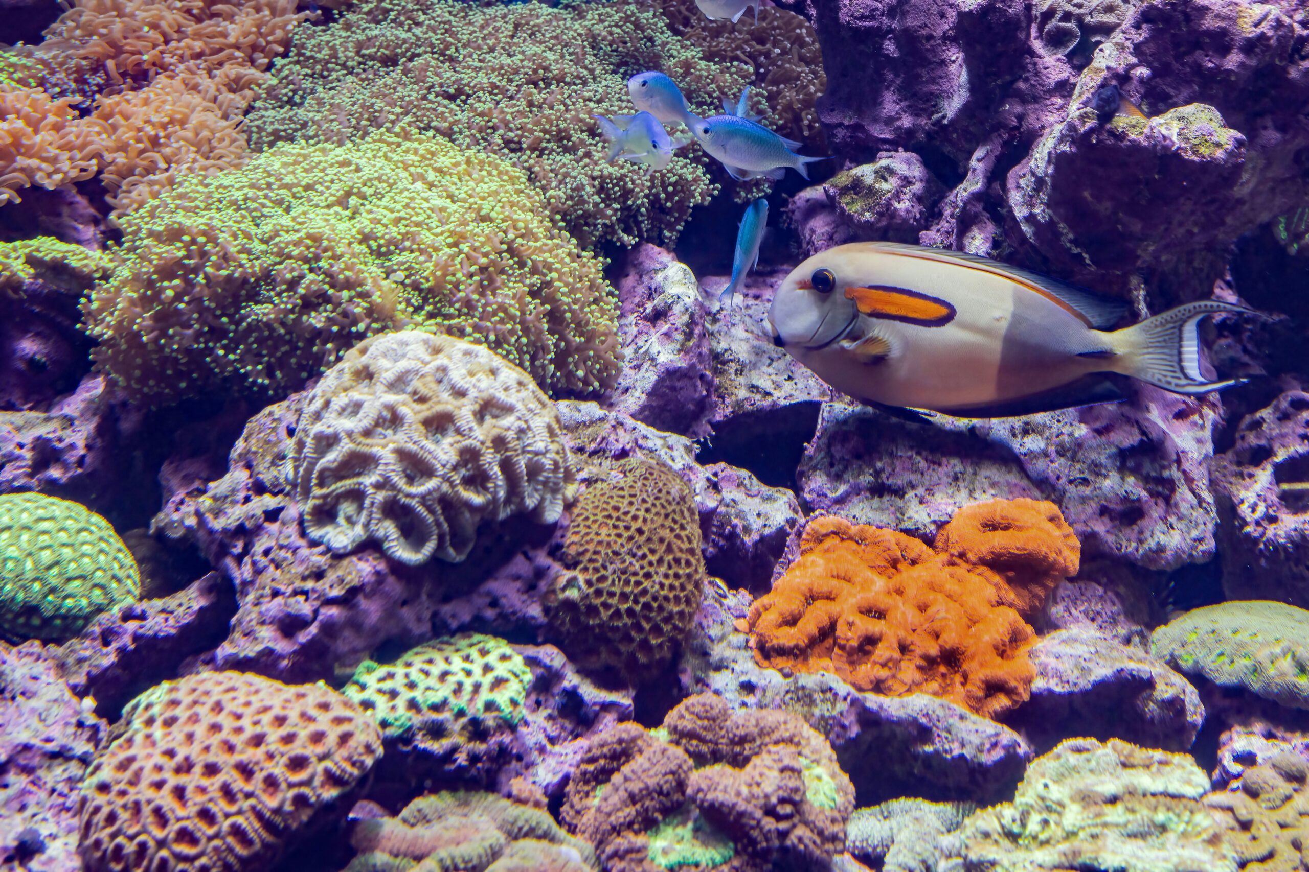 Colorful coral reef with fish swimming